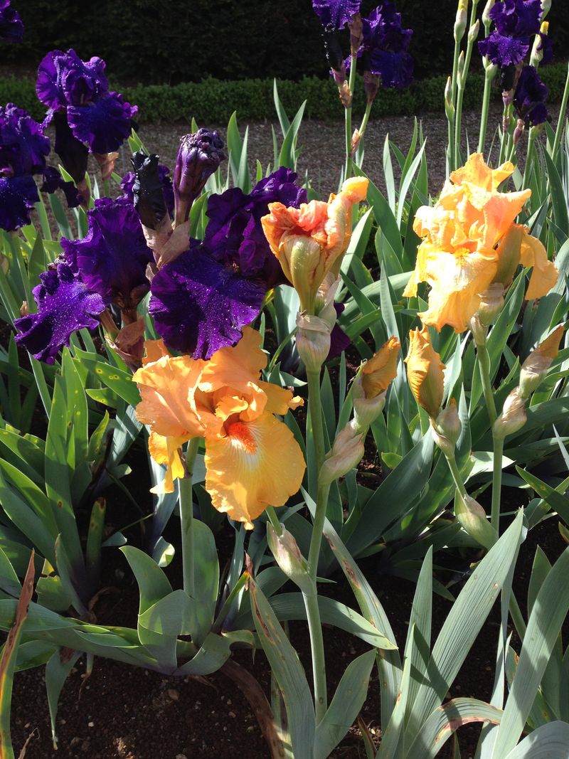 9 - iris deux couleurs
