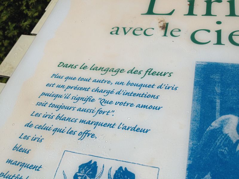 3 - iris langage des fleurs