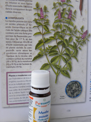 Menthe poivrée