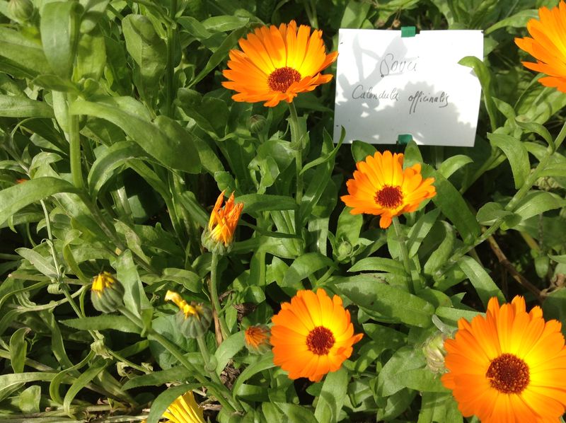 Souci calendula