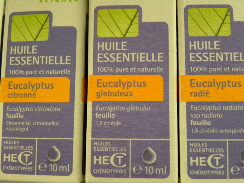 3 eucalyptus