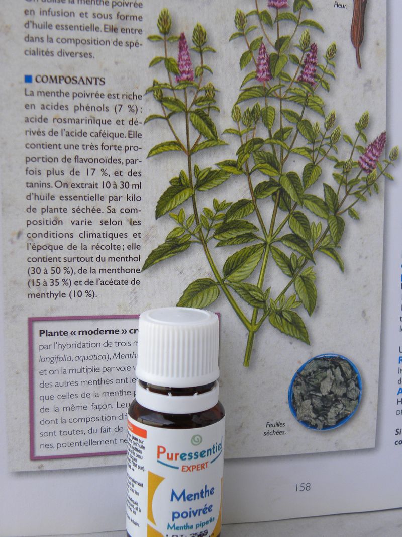 Menthe poivrée