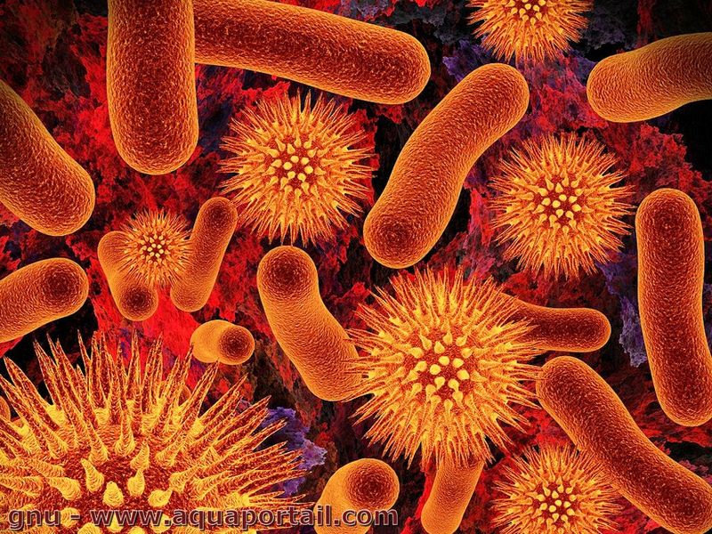 Microbiotes-intestinaux-flore-intestinale