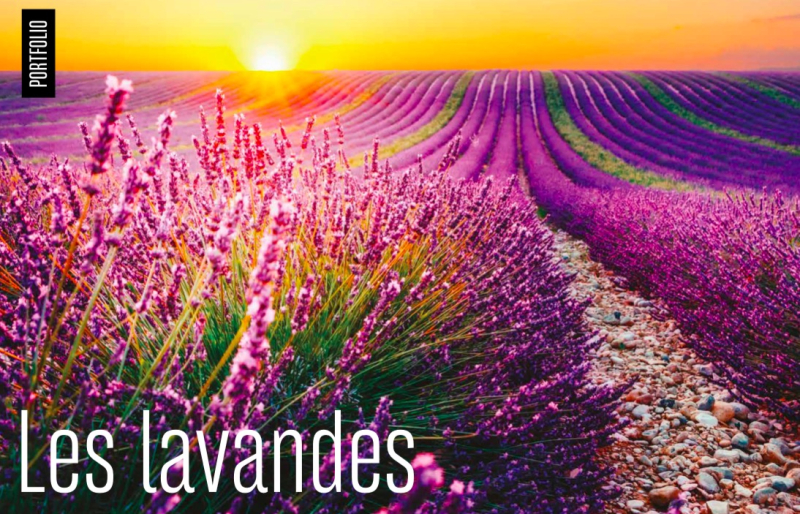 202009_AVICENNE_N°1_Lavande